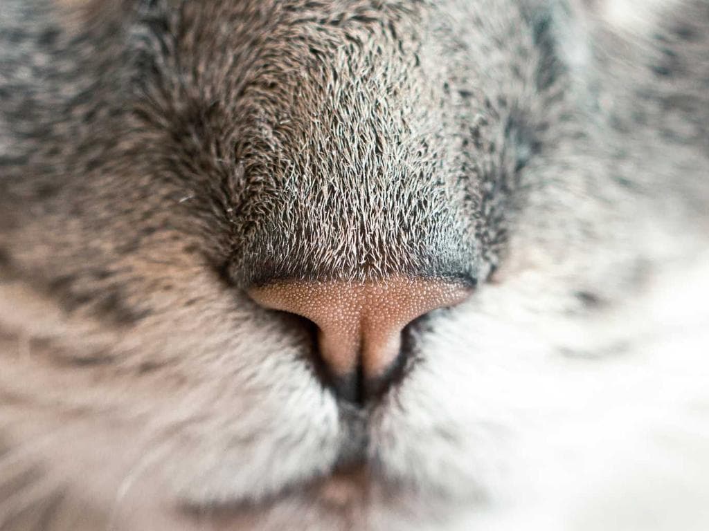 TaylorMade Stealth 2 Driver 10.5°