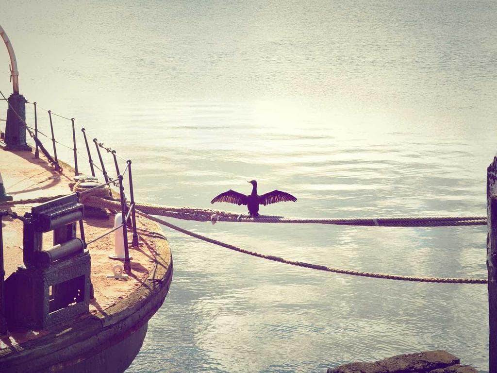 Mizuno JPX 923 Forged – 5–PW (6 clubs) thumbnail 3